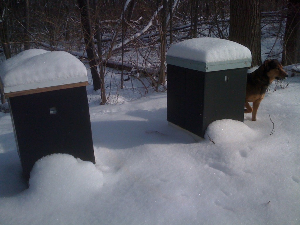 Bee hives (and Murphy) in snow