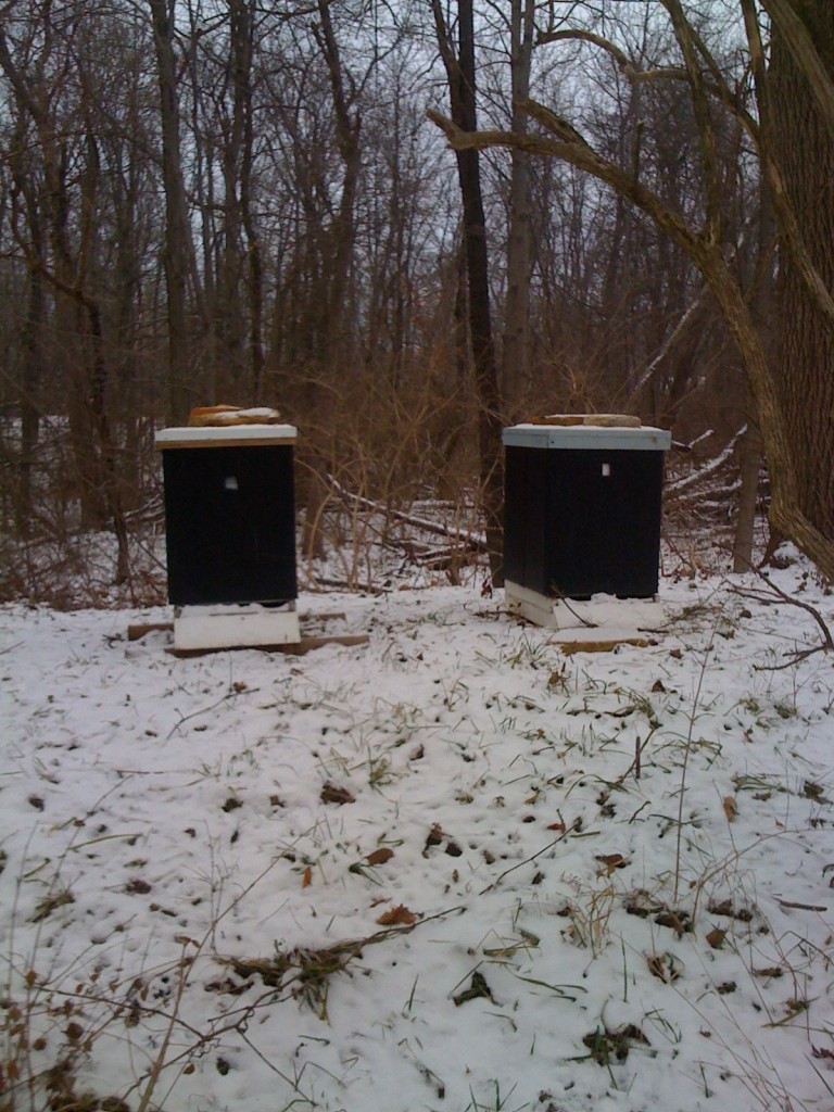 Winterized Hive