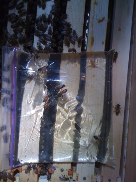 Bees feeding from the slit in the Ziplock bag