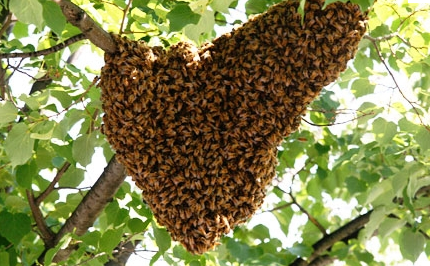 Honeybee swarm